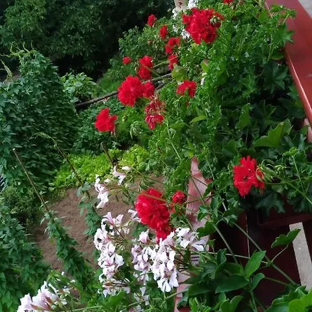 Apartma Lara Apartman Bled